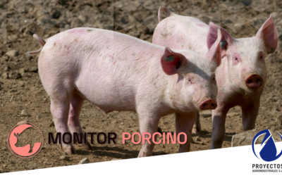 Monitor Porcino – Octubre 2024